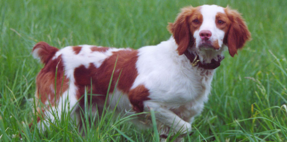 Rusty